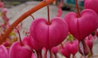 Jolly Hearts Amore