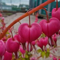 Jolly Hearts Amore