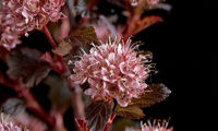 Magical® Sweet Cherry Tea