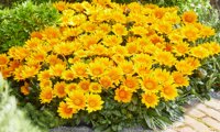 Suncarpet