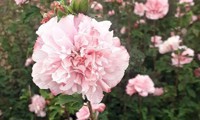 French Cabaret® Pink