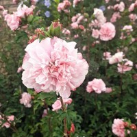 French Cabaret® Pink