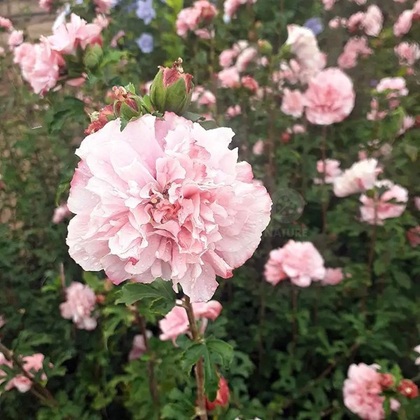 French Cabaret® Pink