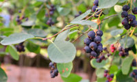 Greatberry Garden