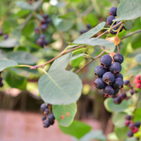 Greatberry Garden