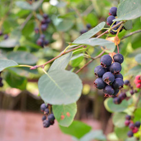 Greatberry Garden
