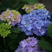 Let’s Dance® Rhythmic Blue®