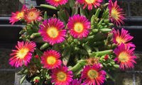 Sun Diamonds Magenta
