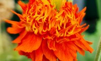 Orange Pumpkin