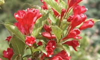 Red Prince