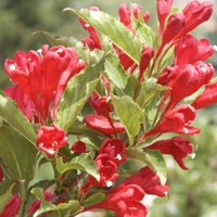 Red Prince