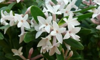 Eternal Fragrance