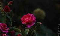 Miss Magenta