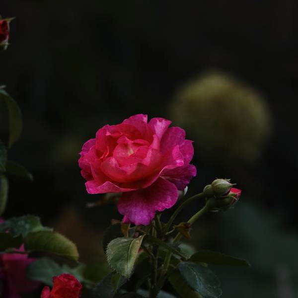 Miss Magenta