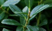LUXUS Hedge