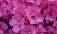 Flash Dance Pink
