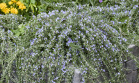 Blue Cascade