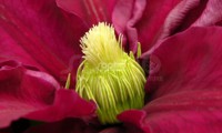 Success® Magenta