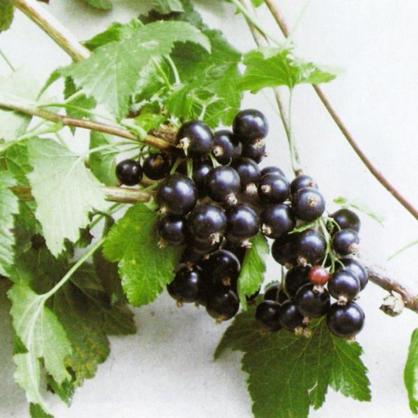 Ribes nigrum (Смородина чорна)