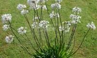 Graphite® White
