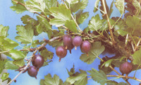 Hinnonmäki Rot