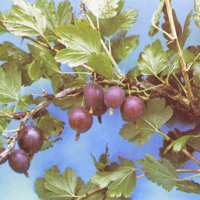 Hinnonmäki Rot