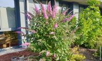 Reve De Papillon Pink