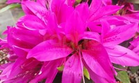 Steren® Purple