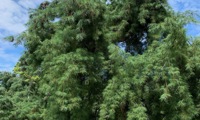 Pendula (Pinus strobus)