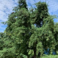 Pendula (Pinus strobus)