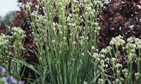 Magical® Green Dwarf