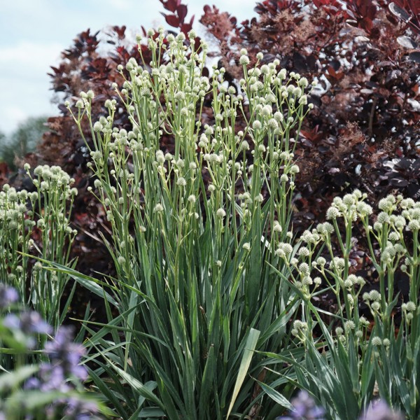 Eryngium yuccifolium (Миколайчики юколисті)