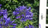 Brilliant Blue