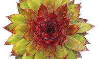 Chick Charms Pineapple Paradise