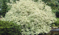 Elegantissima