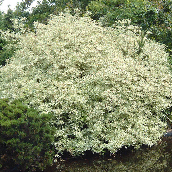 Elegantissima