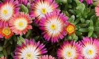 Jewel of Desert Ruby