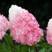 Living Pink & Rose®