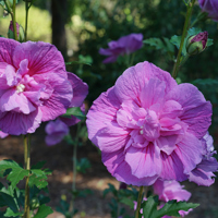 Dark Lavender Chiffon®