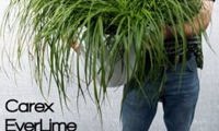 EverColor 'Everlime'