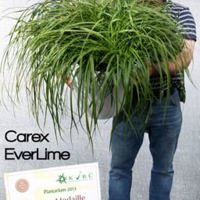 EverColor 'Everlime'