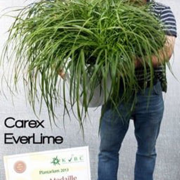 EverColor 'Everlime'