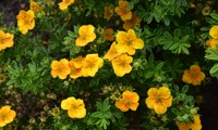 Mango Tango
