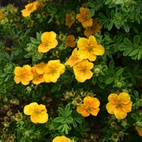 Mango Tango