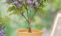 Bonsai Blue