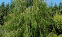 Imbric. Pendula