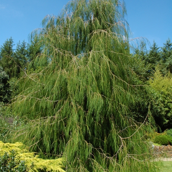 Chamaecyparis lawsoniana (Кипарисовик Лавсона)