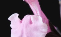 Magical® Orinoco