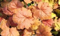 Kassandra