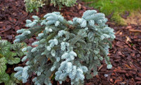 Glauca Prostrata